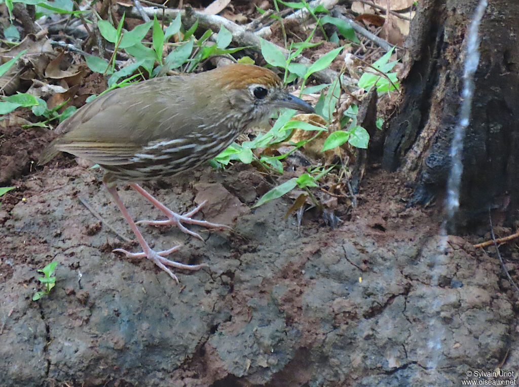 Watkins's Antpittaadult