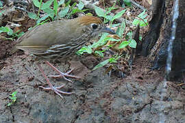 Watkins's Antpitta