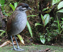 Jocotoco Antpitta