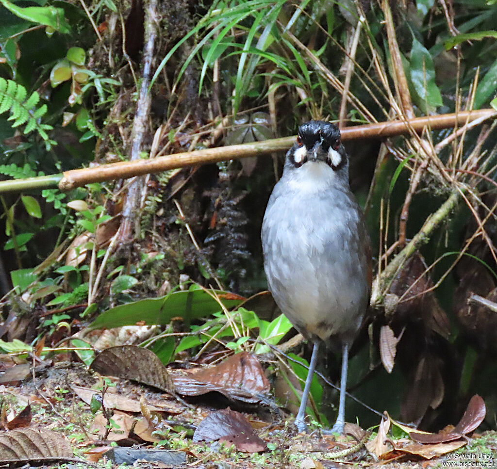 Jocotoco Antpittaadult