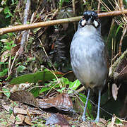 Jocotoco Antpitta