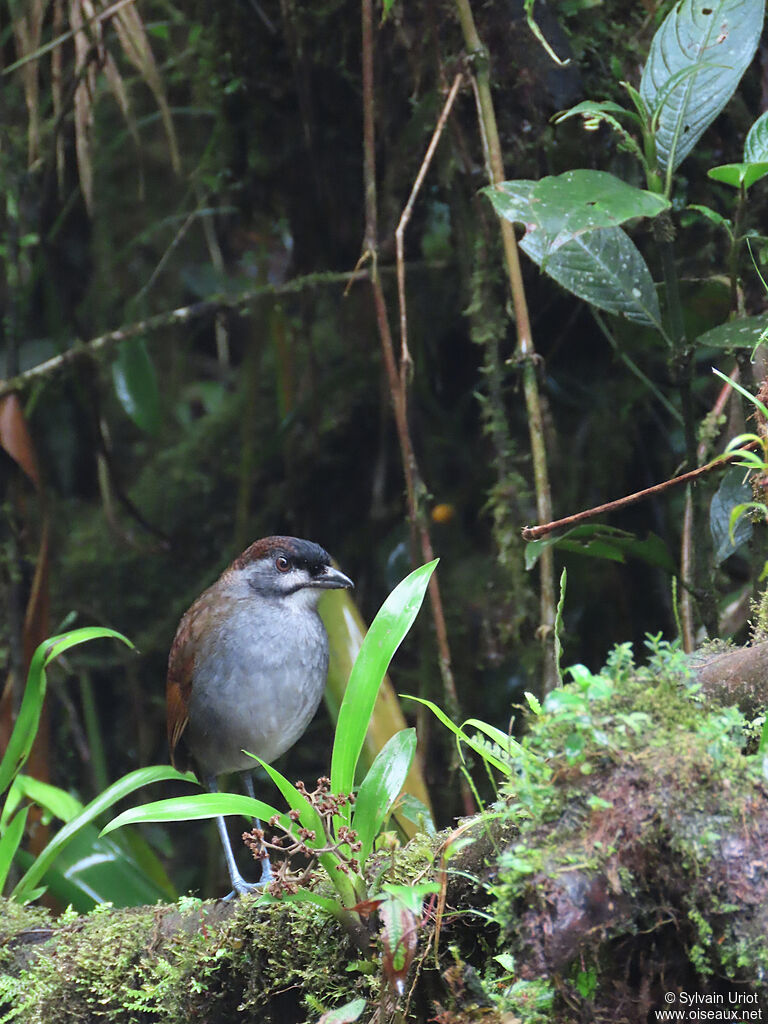 Jocotoco Antpittaimmature