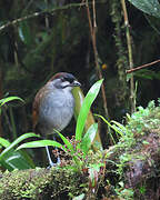 Jocotoco Antpitta