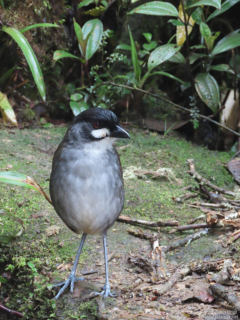 Jocotoco Antpittaadult