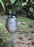 Jocotoco Antpitta