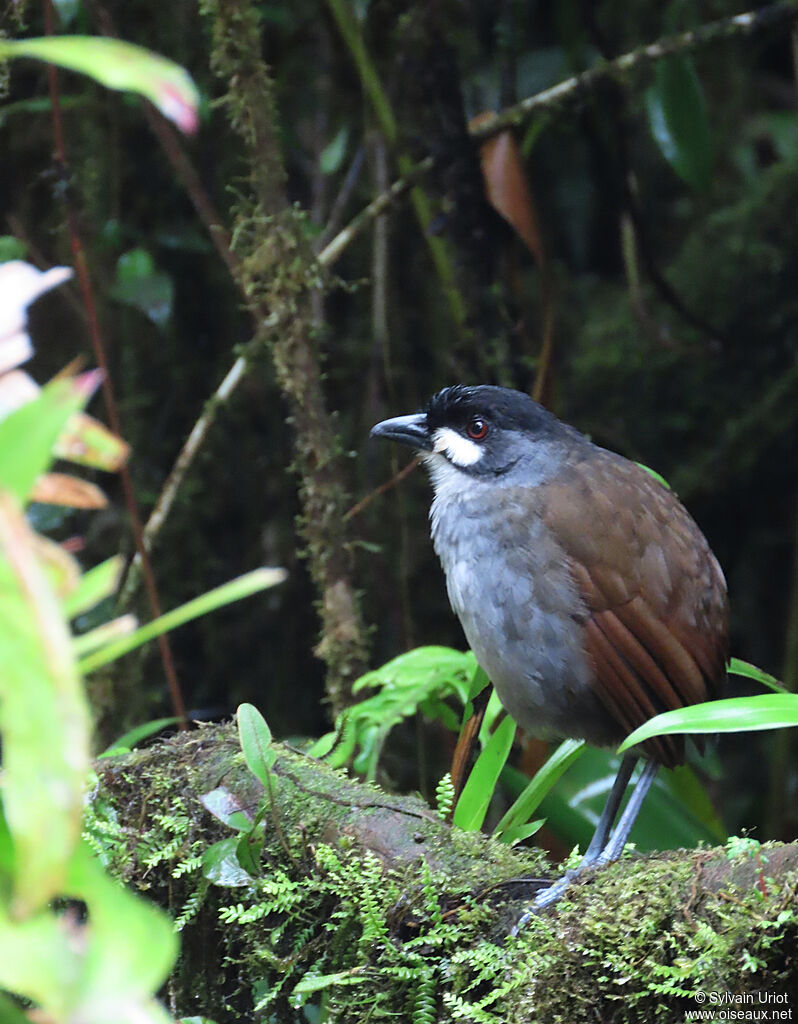 Jocotoco Antpittaadult