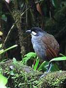 Jocotoco Antpitta