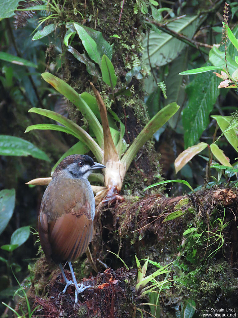 Jocotoco Antpittaimmature