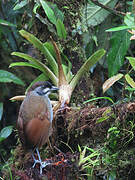 Jocotoco Antpitta