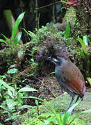 Jocotoco Antpitta