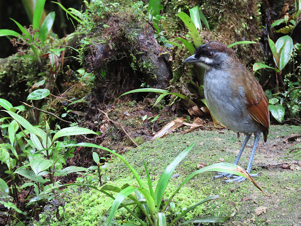 Jocotoco Antpittaimmature