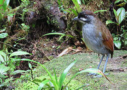 Jocotoco Antpitta