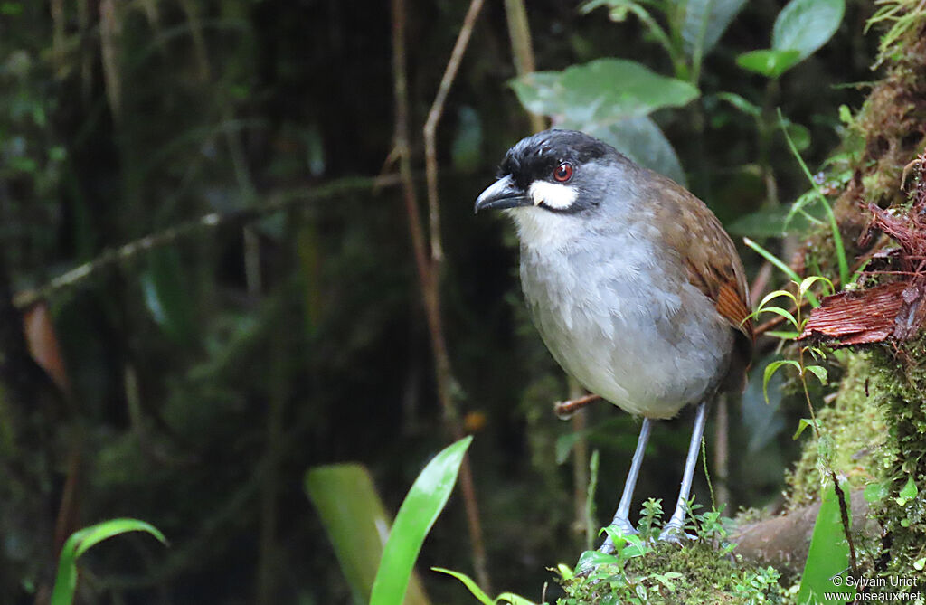 Jocotoco Antpittaadult