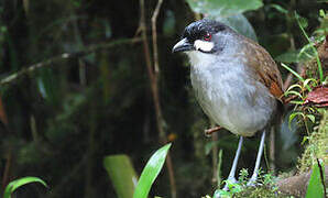 Jocotoco Antpitta