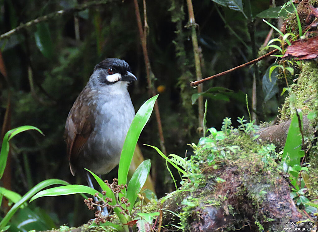 Jocotoco Antpittaadult