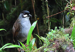 Jocotoco Antpitta