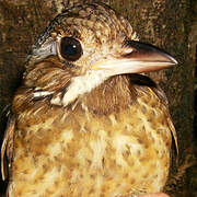 Variegated Antpitta