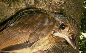 Variegated Antpitta