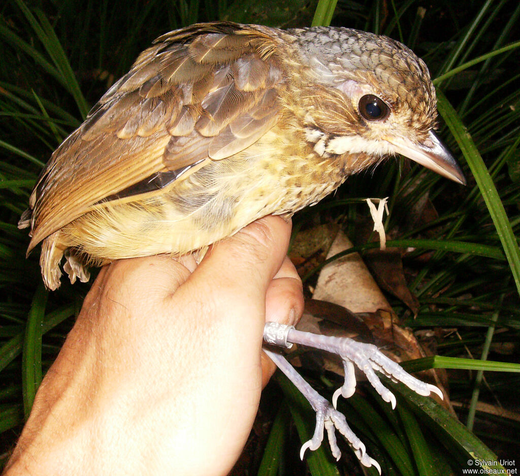 Variegated Antpittaadult