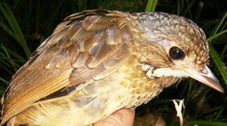 Variegated Antpitta