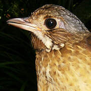 Variegated Antpitta