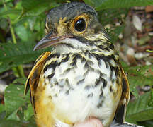 Spotted Antpitta