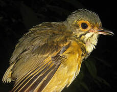 Spotted Antpitta