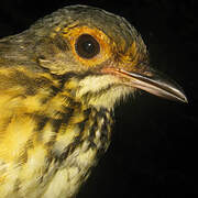 Spotted Antpitta