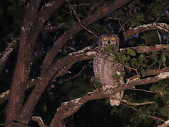 Spotted Eagle-Owl