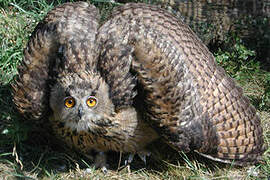 Eurasian Eagle-Owl