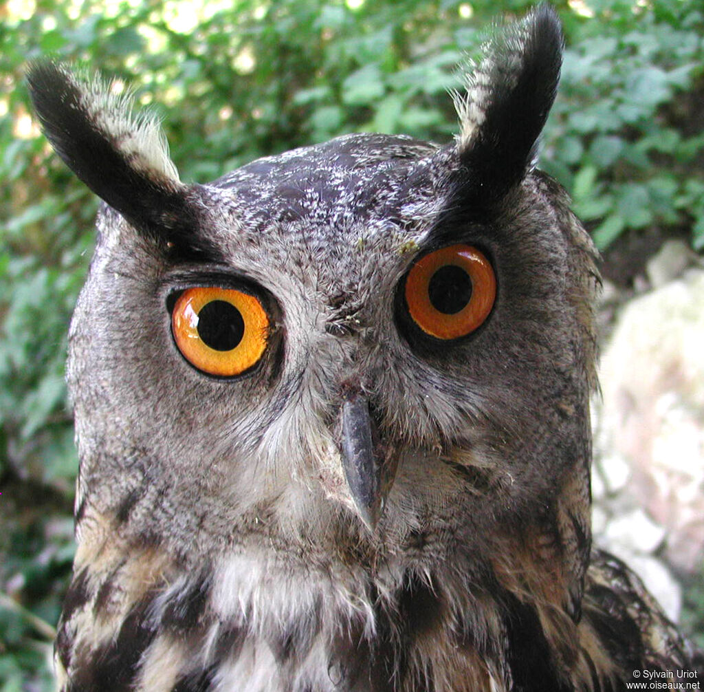 Eurasian Eagle-Owladult, close-up portrait