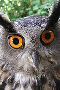 Eurasian Eagle-Owl