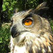 Eurasian Eagle-Owl