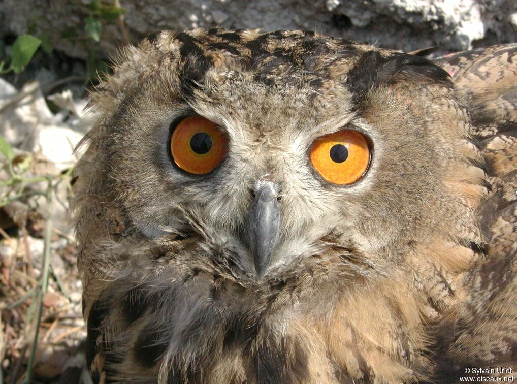 Eurasian Eagle-Owljuvenile