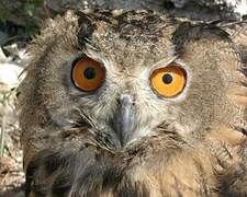 Eurasian Eagle-Owl