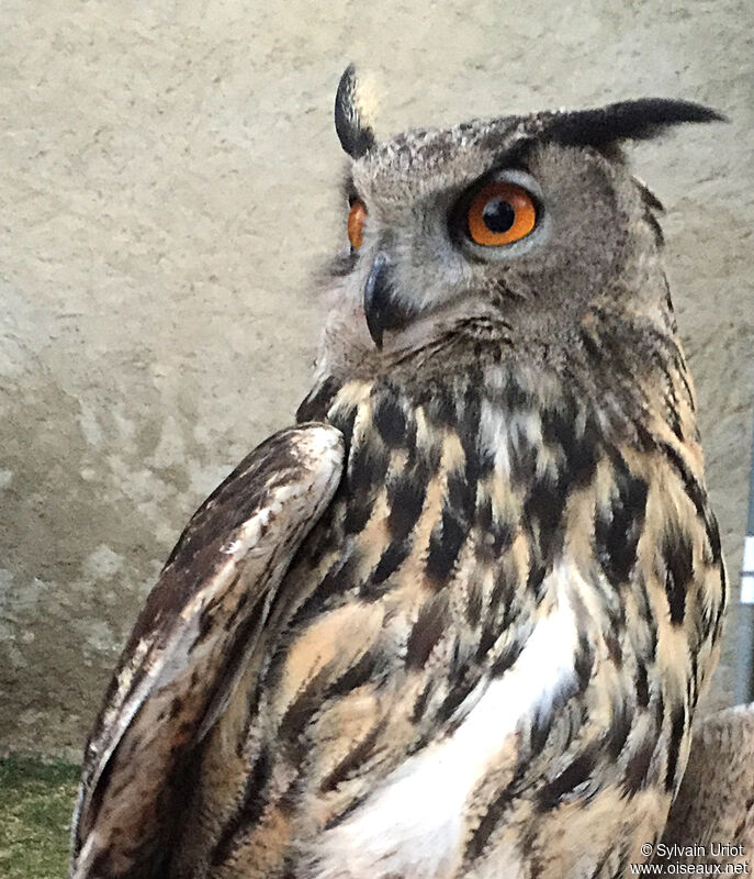 Eurasian Eagle-Owl male adult