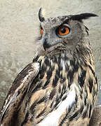 Eurasian Eagle-Owl