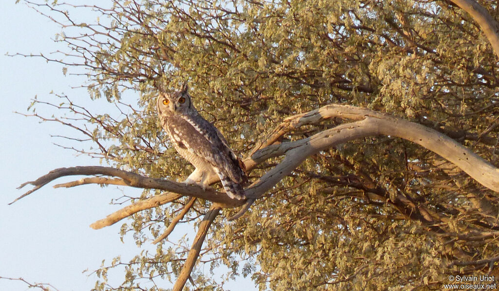 Cape Eagle-Owl