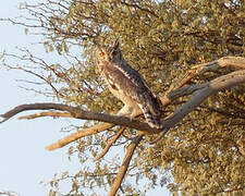 Cape Eagle-Owl