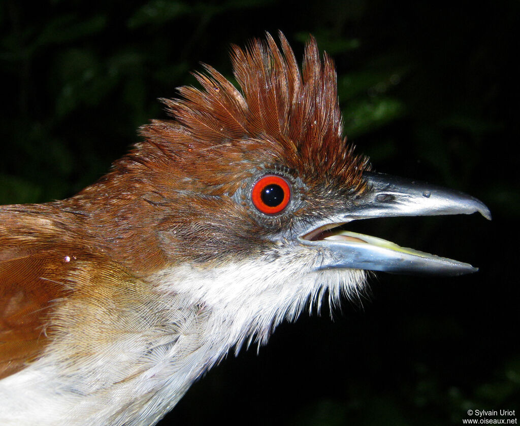 Great Antshrike female adult