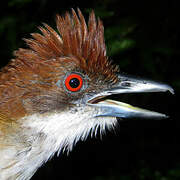 Great Antshrike