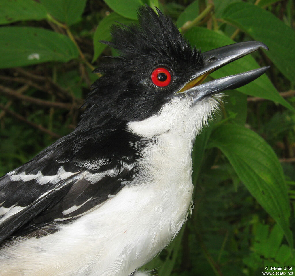 Great Antshrike male adult