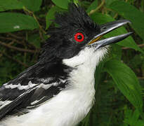 Great Antshrike