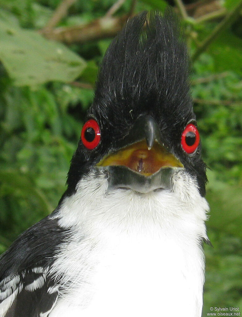 Great Antshrike male adult