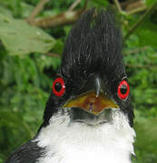 Great Antshrike