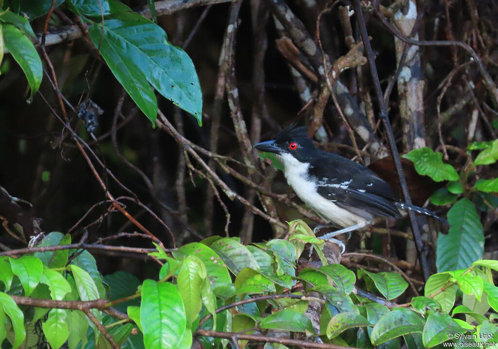 Great Antshrike male adult