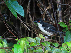 Great Antshrike