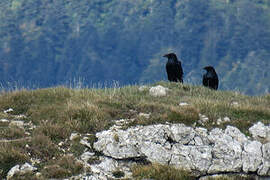 Northern Raven