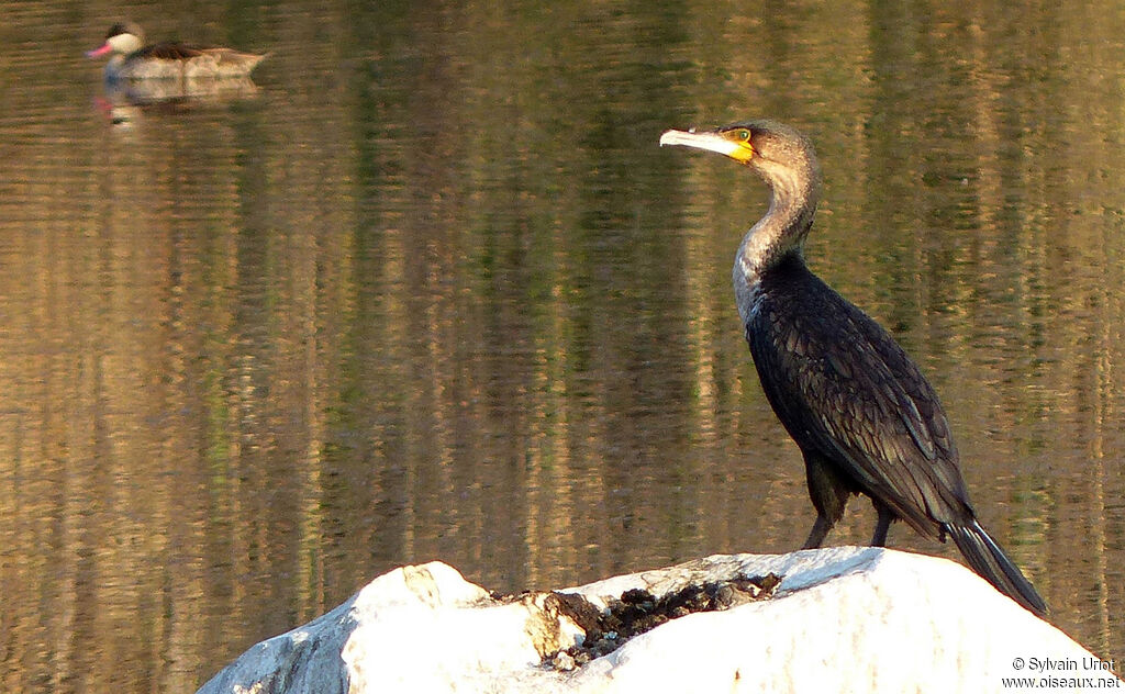 Great Cormorant