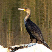 Great Cormorant